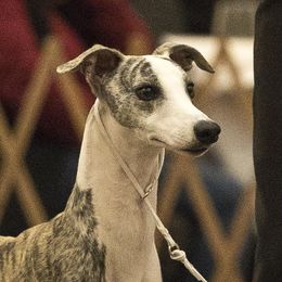 Christopher - Whippet