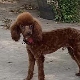 Gunner - Poodle