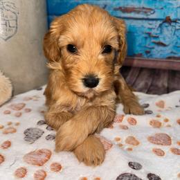 Palmer - Apricot female Cavapoo puppy in Lebanon, Missouri from Perkins Pups