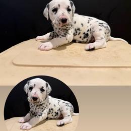 Female 2 - White and black female Dalmatian puppy in Louisa, Virginia from Dalmatian Creation LLC