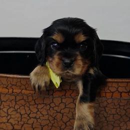 Male 1 - Black and white male Cavalier King Charles Spaniel puppy in Kalama, Washington from Beautiful Cavaliers