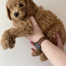 Labradoodle Puppies from Ruby Doo’s Doodles