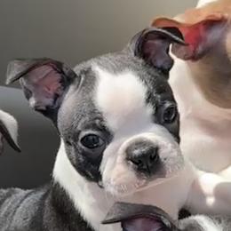 Remi (AKC, girl) - Black and white female Boston Terrier puppy in Wildwood, Missouri from Belleville Bostons