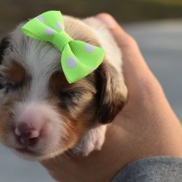 Bo peep(2300) - Dapple female Dachshund puppy in Mansfield, Missouri from Owens Farm