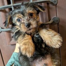 Linus (LKN062726-TdM) - Black and tan male Yorkshire Terrier puppy in Gatesville, Texas from KontryKritterz Yorkies