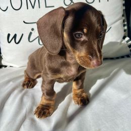 Dachshund Puppies from Weenie Bros