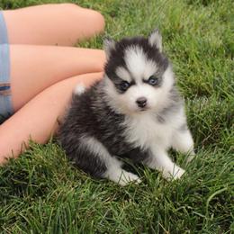 Garnet - Black and white male Pomsky puppy in Clarkston, Utah from Red Rock Ranch Breeders