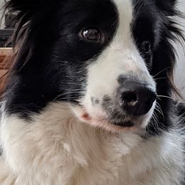 Border Collies from X-Factor