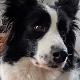 Border Collies from X-Factor