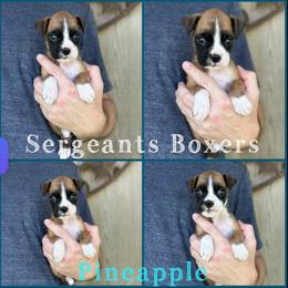 Pineapple - Fawn male Boxer puppy in Madisonville, Texas from Sergeant's Boxers