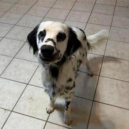 Liam - Dalmatian