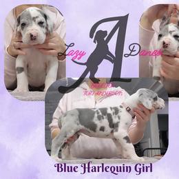 Blue Harlequin girl - Blue and white female Great Dane puppy in Longview, Texas from Lazy A Danes