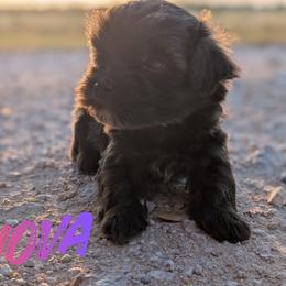 Nova - Chocolate brindle female Havanese puppy in Sebastian, Texas from Third Coast Havanese