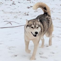 Summer - Siberian Husky