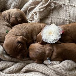Cupcake - Red female Cavapoo puppy in Pleasant Hill, Iowa from Harvest Creek