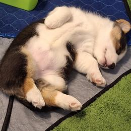Pembroke Welsh Corgi Puppies from Rhone River Farm Pembroke Welsh Corgis