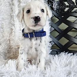 Dark Blue - White and black male Dalmatian puppy in Gray, Georgia from Fuller Spots