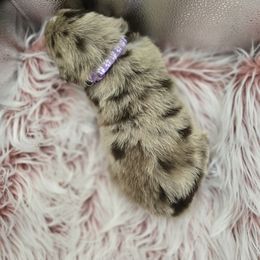 Australian Shepherd Puppies from Crooked Creek Australian Shepherds