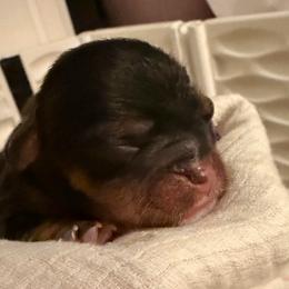 Hugo - Black and tan male Cavalier King Charles Spaniel puppy in Tucson, Arizona from Cavapoo Puppy Parade