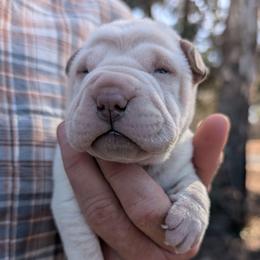 Girl 4 - White female Chinese Shar-Pei puppy in Autryville, North Carolina from T&D'S Razen Wrinkles Shar-pei