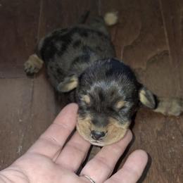 Boy 4 - Dapple male Dachshund puppy in Oakman, Alabama from MEL Puppies