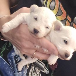 Maltipoo and Poodle Puppies from Cowgirl's Legacy