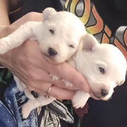 Maltipoo and Poodle Puppies from Cowgirl's Legacy
