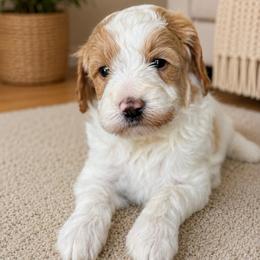 Hopper - Parti male Goldendoodle puppy in Yuciapa, California from AlltheDoodlez_