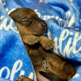 Baby girl 4 - Cream female Dachshund puppy in El Dorado, Arkansas from LovelylilDoxies