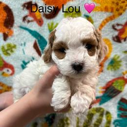 Daisy Lou - Parti female Poodle puppy in Greensburg, Kentucky from Doodle Me Crazy