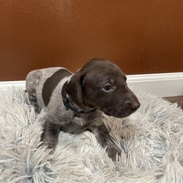 Patty - German Shorthaired Pointer puppy in Lakeland, Florida from Walker’s German Shorthaired Pointers