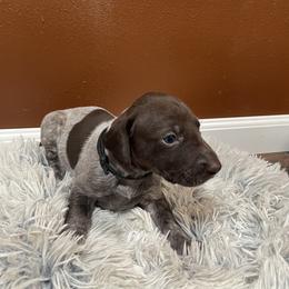 Patty - German Shorthaired Pointer puppy in Lakeland, Florida from Walker’s German Shorthaired Pointers
