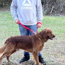 Golden Retriever All Grown Up from Brilliant Golden Furry Tails