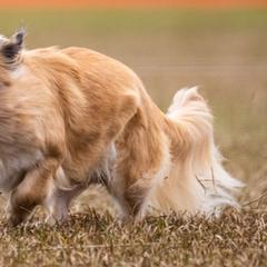 Tibetan Spaniels from Graymatter
