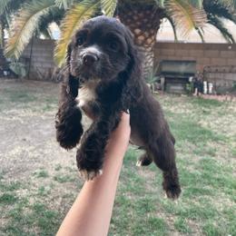 Choco - Brown female Cocker Spaniel puppy in Palmdale, California from SassyCockerG