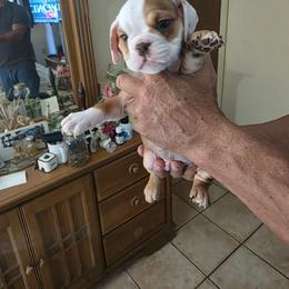3 - Red and white male Bulldog puppy in Sarasota, Florida from Chazzerdog Bulldogs