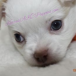 AKC  Jax - Red and white male Chihuahua puppy in Sterling Heights, Michigan from Kiara's AKC Chihuahuas of Michigan