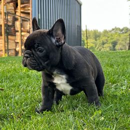 Minnie - Brindle and white female French Bulldog puppy in Ashland, Ohio from HazyDayFrenchies