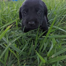 Dilute Retriever and Labrador Retriever Puppies from LC Hunting Labs, LLC.