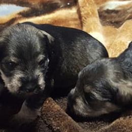 Miniature Schnauzers from Kathy's Mini Schnazuers