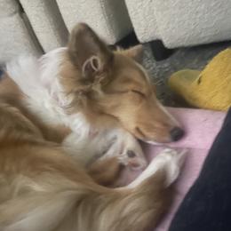 Molly - Shetland Sheepdog