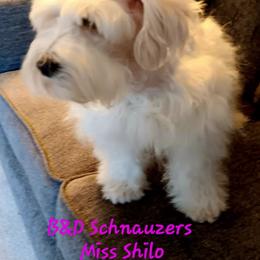 Shilo - Miniature Schnauzer