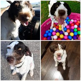 German Wirehaired Pointer All Grown Up from Grimmet German Wirehaired Pointers