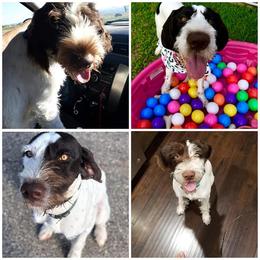 German Wirehaired Pointer All Grown Up from Grimmet German Wirehaired Pointers