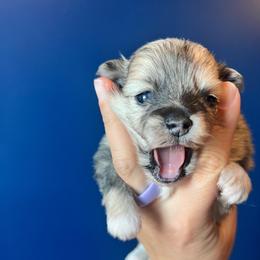 Chewy - Tri-colored male Pomeranian puppy in Hernando, Mississippi from The Pom Squad