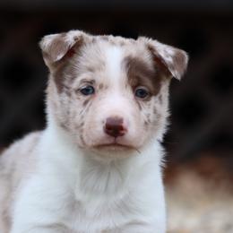 Border Collie, English Setter, and Miniature American Shepherd Puppies from First Harmony Farms