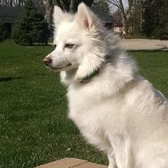 American Eskimo Dogs from Turks Eskis