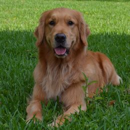 Judee - Golden Retriever