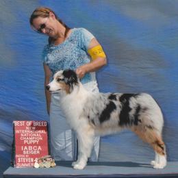 Australian Shepherds from CTC Aussies