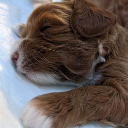 Cavapoo Puppies from Carolina Springs Breeding